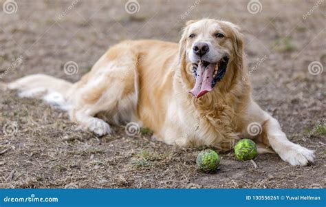 Golden Retriever Male Adult Resting Next To Tennis Balls Stock Image