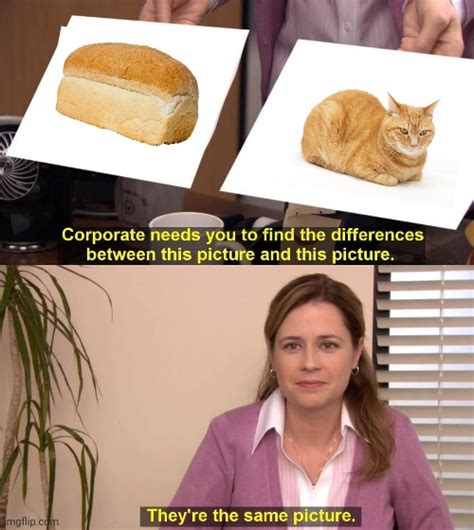 Cat Is Bread Memes