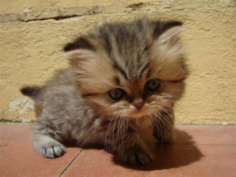 Big Headed Kitten Teh Cute