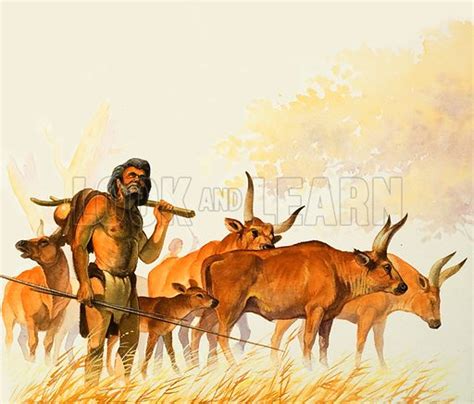 The Auroch Britains Stone Age Cattle Historical Articles And