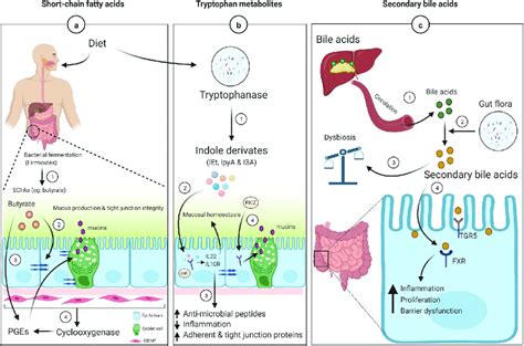 Mucin Regulation And Intestinal Barrier Function By Gut Microbiota