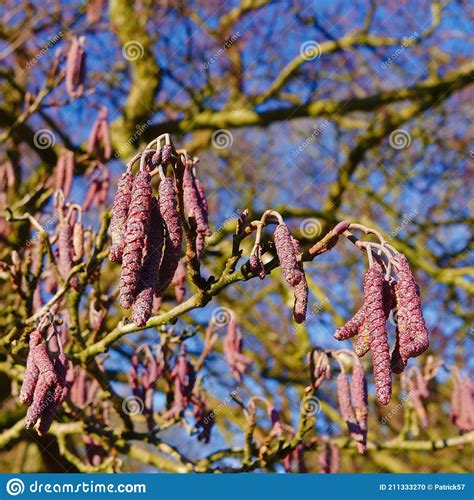 Red Alder Catkins Stock Photo Image Of Trees Woodland 211333270