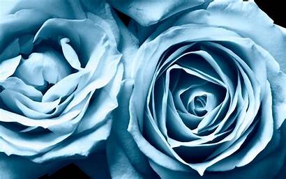 Roses Widescreen Wallpapers