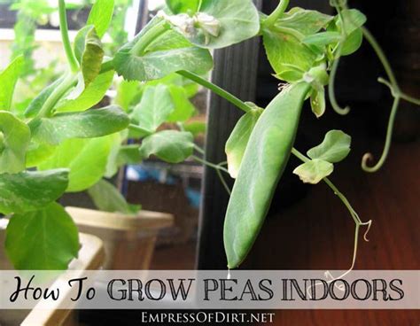 How To Grow Peas Indoors Delicious Year Round Kitchen Garden In Your