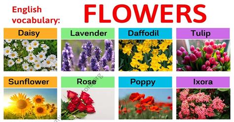 Types Of Flowers Learn Different Flower Names With The Picture My English Tutors