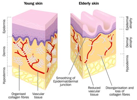 Skin Health The Foundation Of Anti Aging Lucia S Olarte Md Facial