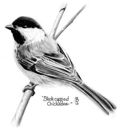 Chickadee Black And White Drawing Bird Drawings Chickadee