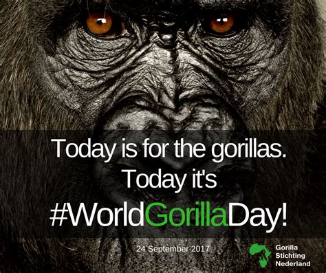 24 September Is World Gorilla Day Gorillas Are Threatened With