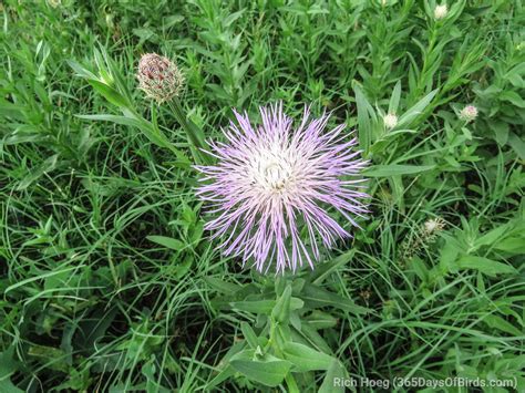 Maybe you would like to learn more about one of these? Texas Hill Country Wildflowers! | 365 Days of Birds