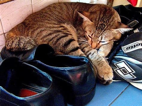 funny cats sleeping  weird places animals zone