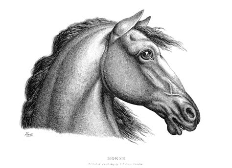 Horses Profile Old Book Illustrations