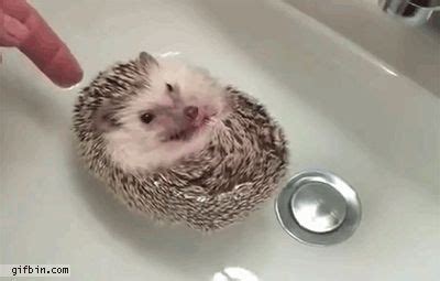 Press question mark to learn the rest of the keyboard shortcuts Pin em Marmosets,Hedgies, and Buns, sweet lil' guys