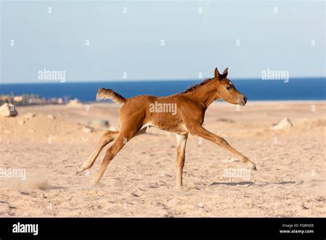 Arabian Horse Potra Castaña Potro Galopando En El Desierto Egipto