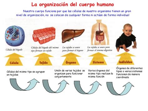 Blog De Ciencias Naturales De Quinto La OrganizaciÓn Del Cuerpo Humano