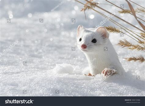 Snow Weasel Over 1068 Royalty Free Licensable Stock Photos Shutterstock
