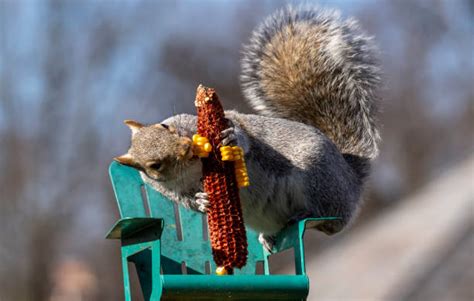 Squirrel Eating Corn Stock Photos Pictures And Royalty Free Images Istock