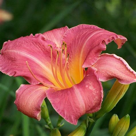 Daylily Care 101 Expert Growing Tips For Gardeners Birds And Blooms