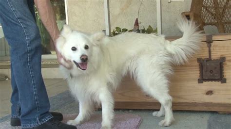 Pinky Adopted American Eskimo Rescue Dog In