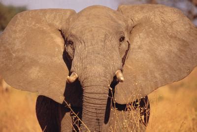 Love a cat with oversized ears? How an Elephant's Ears Help Control Its Temperature ...