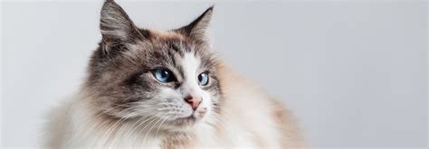 Ragdoll Cat Breed Information Personality Characteristics Whiskas
