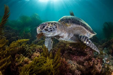 Diving With Green Sea Turtles In La Jolla Scuba Diver Life