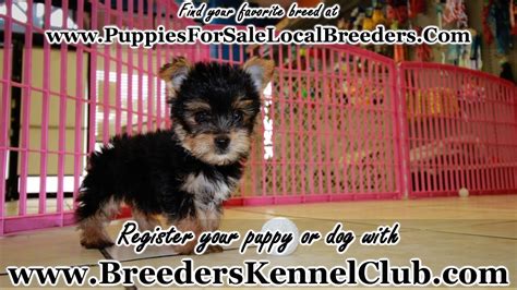 Tcup Yorkie Terrier Puppies For Sale In Ga Georgia Local Breeders Youtube