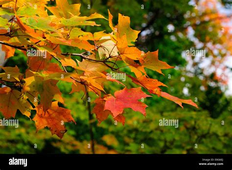 Norway Maple Tree In Full Autumn Peak Acer Platanoides Stock Photo