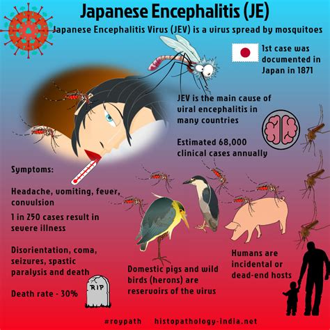 Pathology Of Japanese Encephalitis Roypath Japanese Encephalitis