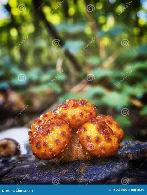 Group Of Orange Mushrooms At Tree Trunk In The Autumn Pholiota