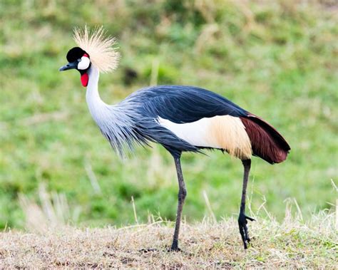 The Black Crowned Crane The National Bird Of Nigeria Is Native To