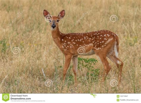 Cute Whitetail Deer Fawn Stock Image Image Of Deer 122715947