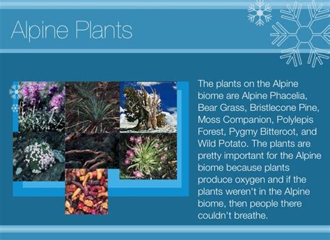 16 Why Are Plants In The Alpine Biome Typically Low Growing Landalearaha