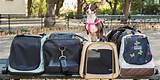 Travel Carriers For Dogs Airline Approved Pictures