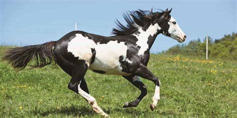 piebald horse facts  pictures horsebreedspicturescom