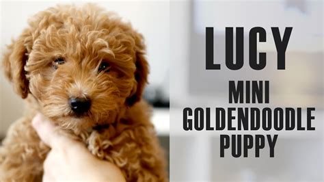 🐾 * pictures from our last litter, so. Mini goldendoodle Lucy comes home - 9 week old puppy - YouTube