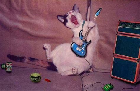 Cute Funny Animalz Funny Animals Playing Guitar New Nice Images 2013