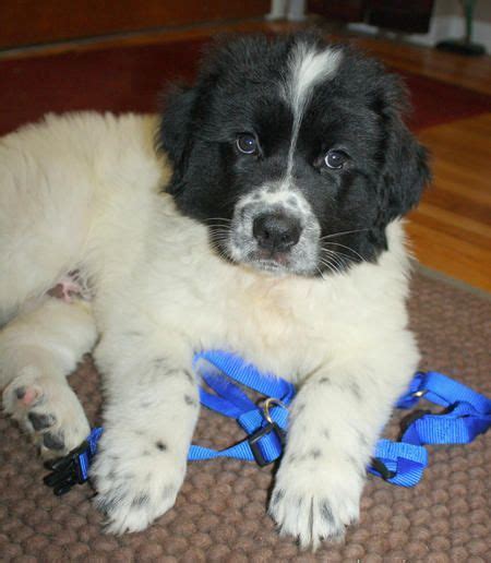 Akc health guarantee newfoundland puppies in ohio, raised with love to be the perfect family pet. Finnigan the Newfoundland Mix | Puppies, Newfoundland ...