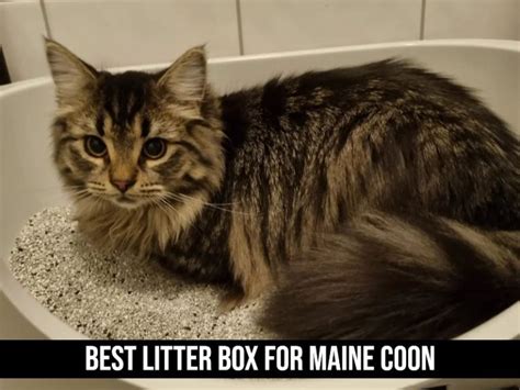 5 Best Litter Boxes For Maine Coon Approved By Expert