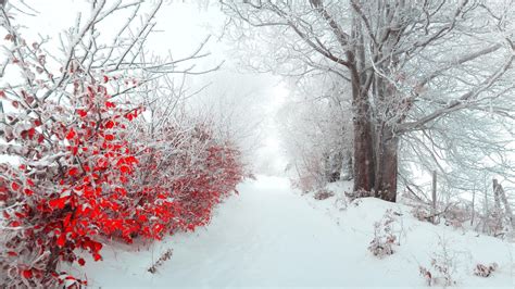 Colorful Winter Wallpapers Wallpaper Cave