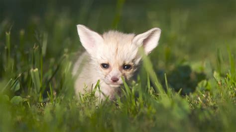 Bbc One Super Cute Animals Fennec Fox