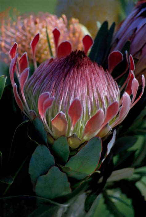 238 Best Protea Flowers Images On Pinterest Plants Protea Flower And