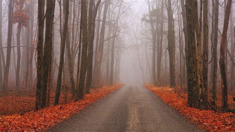 Nature Trees Forest Road Fall Landscape Branch Mist Wallpapers