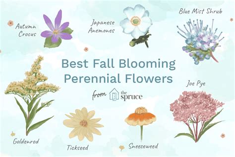 14 Best Fall Blooming Flowers For Your Perennial Garden