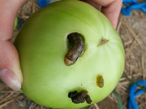 Tomato Fruitworm And Variegated Climbing Cutworm Wayne County