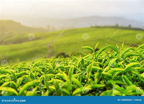 Young Bright Green Tea Bushes At Tea Plantation In Evening Stock Image