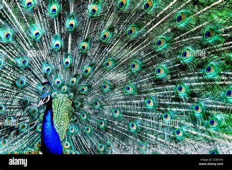 Male Indian Peafowl Or Commonly Called A Peacock Pavo Cristatus Displaying His Tail Stock