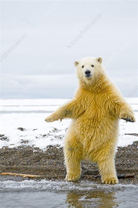 Young Polar Bear Standing Stock Image C0406171 Science Photo Library