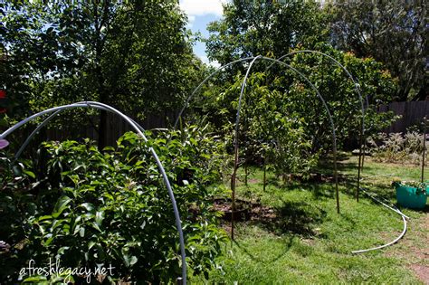 How To Set Up Fruit Tree Netting With No Help In 2020 Fruit Trees