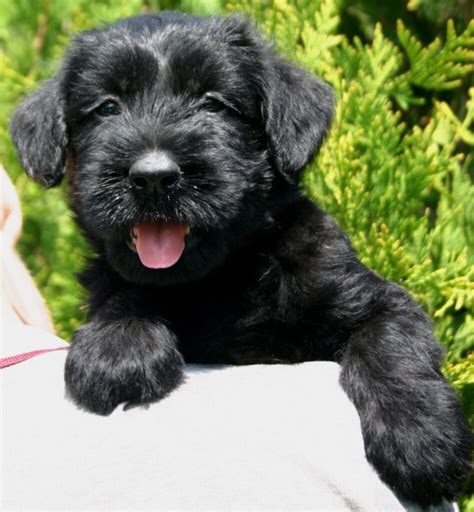 Giant Schnauzer Puppies For Sale Dogs Jelena Dog Shows