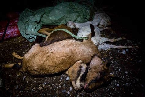 Peta Exposes Beatings At An Organic Goat Milk Farm In Germany